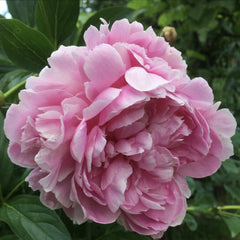 Arbust ornamental - Bujor Sarah Bernardth - ghiveci 3L - Aqua Flowers