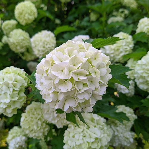 Arbust ornamental - Bulgare de Zapada - Viburnum Opulus Roseum - Ghiveci 10L - Aqua Flowers