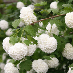 Arbust ornamental - Bulgare de Zapada - Viburnum Opulus Roseum - Ghiveci 10L - Aqua Flowers