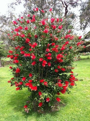 Arbust ornamental - Callistemon Citrinus - Ghiveci 3L - inaltime 90-120 cm la livrare - Tufa - Aqua Flowers