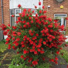 Arbust ornamental - Callistemon Citrinus - Ghiveci 3L - inaltime 90-120 cm la livrare - Tufa - Aqua Flowers