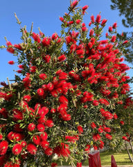 Arbust ornamental - Callistemon Citrinus - Ghiveci 3L - inaltime 90-120 cm la livrare - Tufa - Aqua Flowers