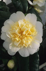 Arbust ornamental - Camelia Japonica Alb-Galben - Blue Angel- Ghiveci 2L - Aqua Flowers