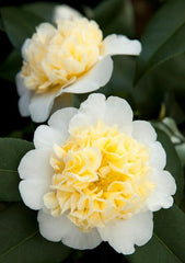Arbust ornamental - Camelia Japonica Alb-Galben - Blue Angel- Ghiveci 2L - Aqua Flowers