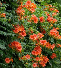 Arbust ornamental - Campsis Indian Summer Orange - Pipa - Luleaua Turcului - Ghiveci 2L - Aqua Flowers