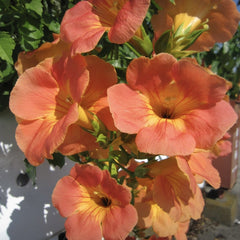Arbust ornamental - Campsis Indian Summer Orange - Pipa - Luleaua Turcului - Ghiveci 2L - Aqua Flowers