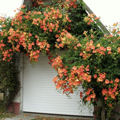 Arbust ornamental - Campsis Indian Summer Orange - Pipa - Luleaua Turcului - Ghiveci 2L - Aqua Flowers