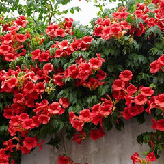 Arbust ornamental - Campsis Radicals Stromboli - Pipa - Luleaua Turcului - Ghiveci 2L - Aqua Flowers