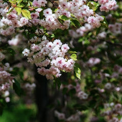 Arbust ornamental - Cires Japonez Kazan - Aqua Flowers