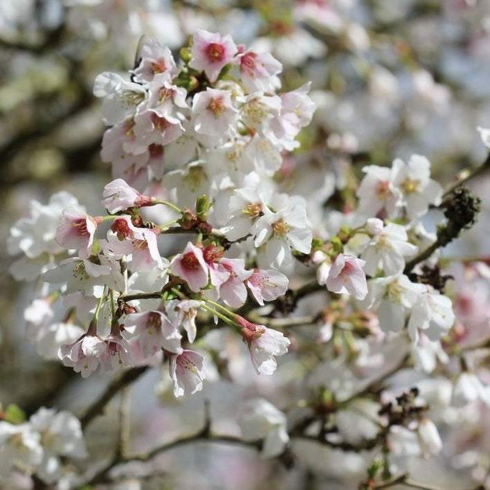 Arbust ornamental - Cires Japonez - Kojo No Mai - ghiveci P9 - Aqua Flowers