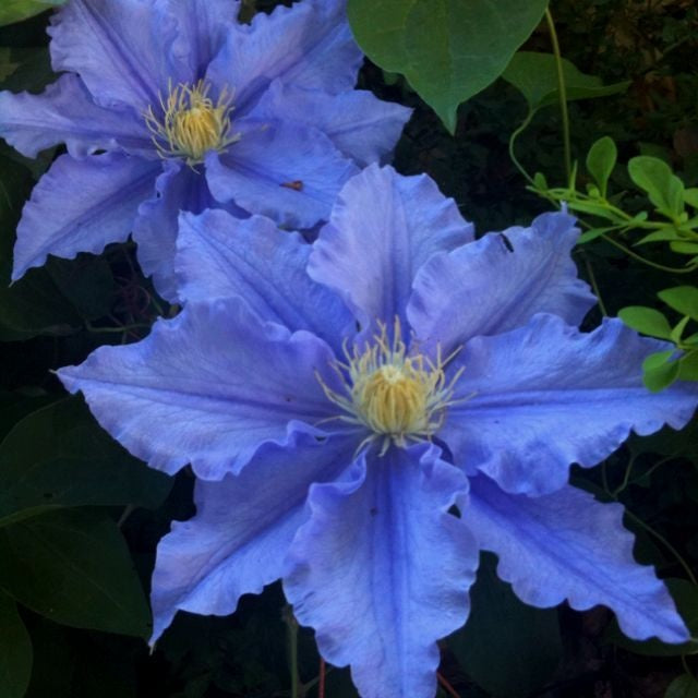 Arbust ornamental - Clematis - Blue Angel- Ghiveci 2L - Aqua Flowers
