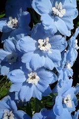 Arbust ornamental - Clematis - Blue Angel- Ghiveci 2L - Aqua Flowers