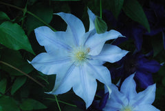 Arbust ornamental - Clematis - Blue Angel- Ghiveci 2L - Aqua Flowers