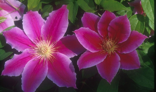 Arbust ornamental - Clematis - Dr. Ruppel - Ghiveci 2L - Aqua Flowers