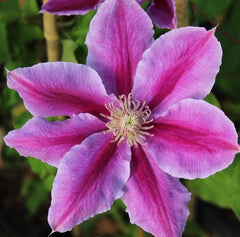 Arbust ornamental - Clematis - Dr. Ruppel - Ghiveci 2L - Aqua Flowers