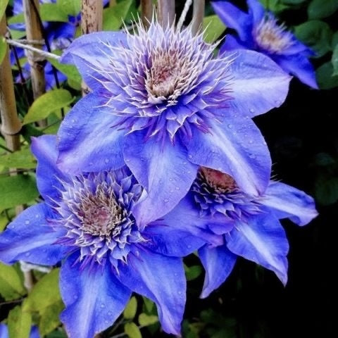Arbust ornamental - Clematis - Multi Blue - Ghiveci 2L - Aqua Flowers