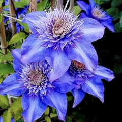 Arbust ornamental - Clematis - Multi Blue - Ghiveci 2L - Aqua Flowers
