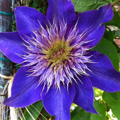 Arbust ornamental - Clematis - Multi Blue - Ghiveci 2L - Aqua Flowers