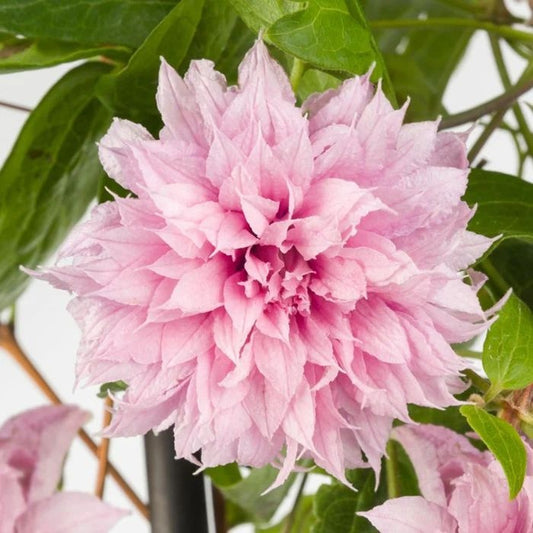 Arbust ornamental - Clematis - Multi Pink - Ghiveci 2L - Aqua Flowers