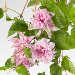 Arbust ornamental - Clematis - Multi Pink - Ghiveci 2L - Aqua Flowers