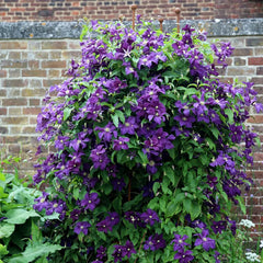 Arbust ornamental - Clematis - Polish Spirit - ghiveci P9 - Aqua Flowers