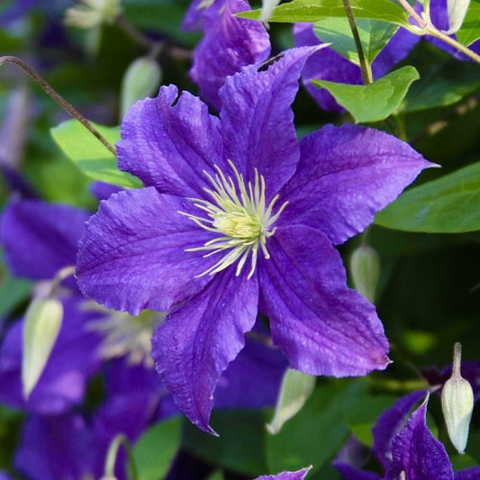 Arbust ornamental - Clematis - President - Ghiveci 2L - Aqua Flowers