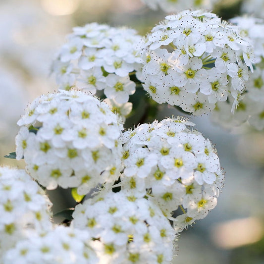 Arbust ornamental - Cununita Alba - Spirea June Bride - Radacina Ambalata - Aqua Flowers