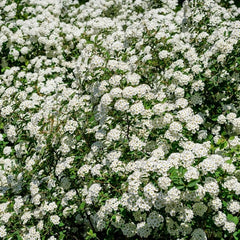 Arbust ornamental - Cununita Alba - Spirea June Bride - ghiveci - Aqua Flowers