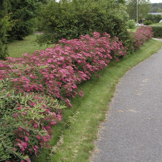 Arbust ornamental - Cununita - Spiraea japonica Dart’s Red - Ghiveci - Aqua Flowers