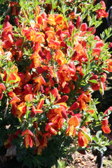 Arbust ornamental - Cytisus - Lena - ghiveci 1.5L - Aqua Flowers