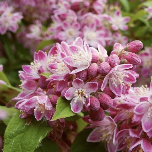 Arbust ornamental - Deutzia - Strawberry field - ghiveci - Aqua Flowers
