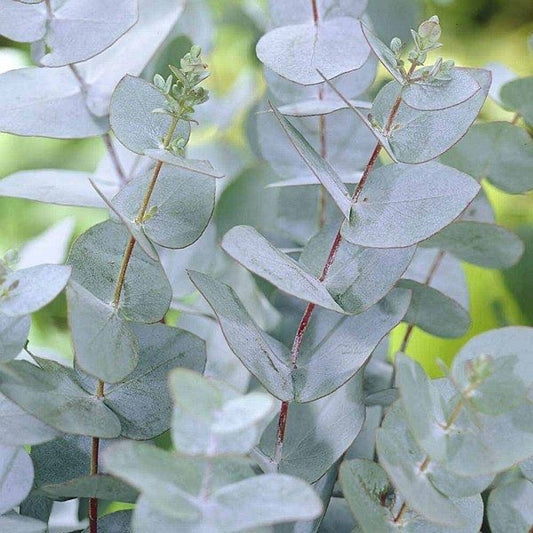Arbust ornamental - Eucalipt Gunnii Azura - Aqua Flowers