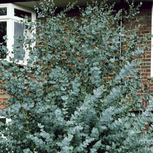 Arbust ornamental - Eucalipt Gunnii Azura - Aqua Flowers