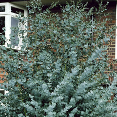 Arbust ornamental - Eucalipt Gunnii Azura - Aqua Flowers