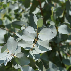 Arbust ornamental - Eucalipt Gunnii Azura - Aqua Flowers