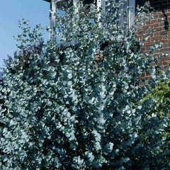 Arbust ornamental - Eucalipt Gunnii Azura - Aqua Flowers