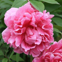 Arbust ornamental -Gui Huan Fen (Sugar Cone) - Aqua Flowers