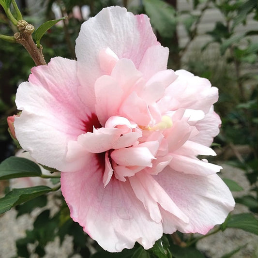 Arbust ornamental - Hibiscus Syriacus - Adonis - Aqua Flowers