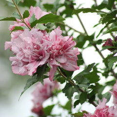 Arbust ornamental - Hibiscus Syriacus - Adonis - Aqua Flowers