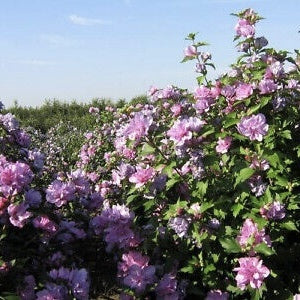 Arbust ornamental - Hibiscus Syriacus - Duc de Brabant - Aqua Flowers