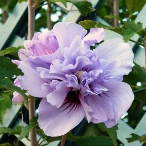 Arbust ornamental - Hibiscus Syriacus - Lavender Chiffon - Aqua Flowers