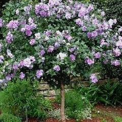 Arbust ornamental - Hibiscus Syriacus - Lavender Chiffon - Aqua Flowers