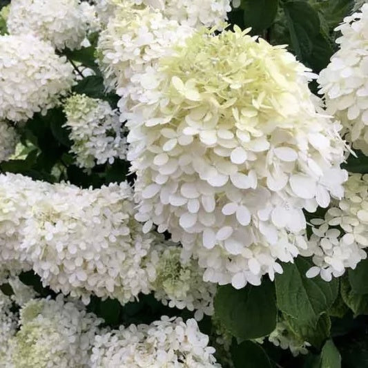 Arbust ornamental - Hortensia - Grandiflora Copac - ghiveci P9 - Aqua Flowers