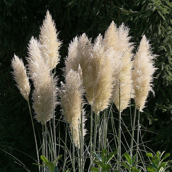 Arbust ornamental - Iarba de Pampas Alba - Cortaderia Silver - ghiveci 2L - Aqua Flowers