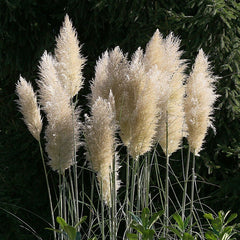 Arbust ornamental - Iarba de Pampas Alba - Cortaderia Silver - ghiveci 2L - Aqua Flowers