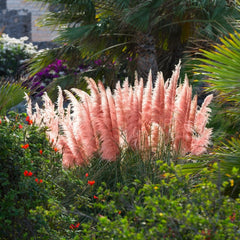 Arbust ornamental - Iarba de Pampas Roz - Ghiveci 2L - Aqua Flowers