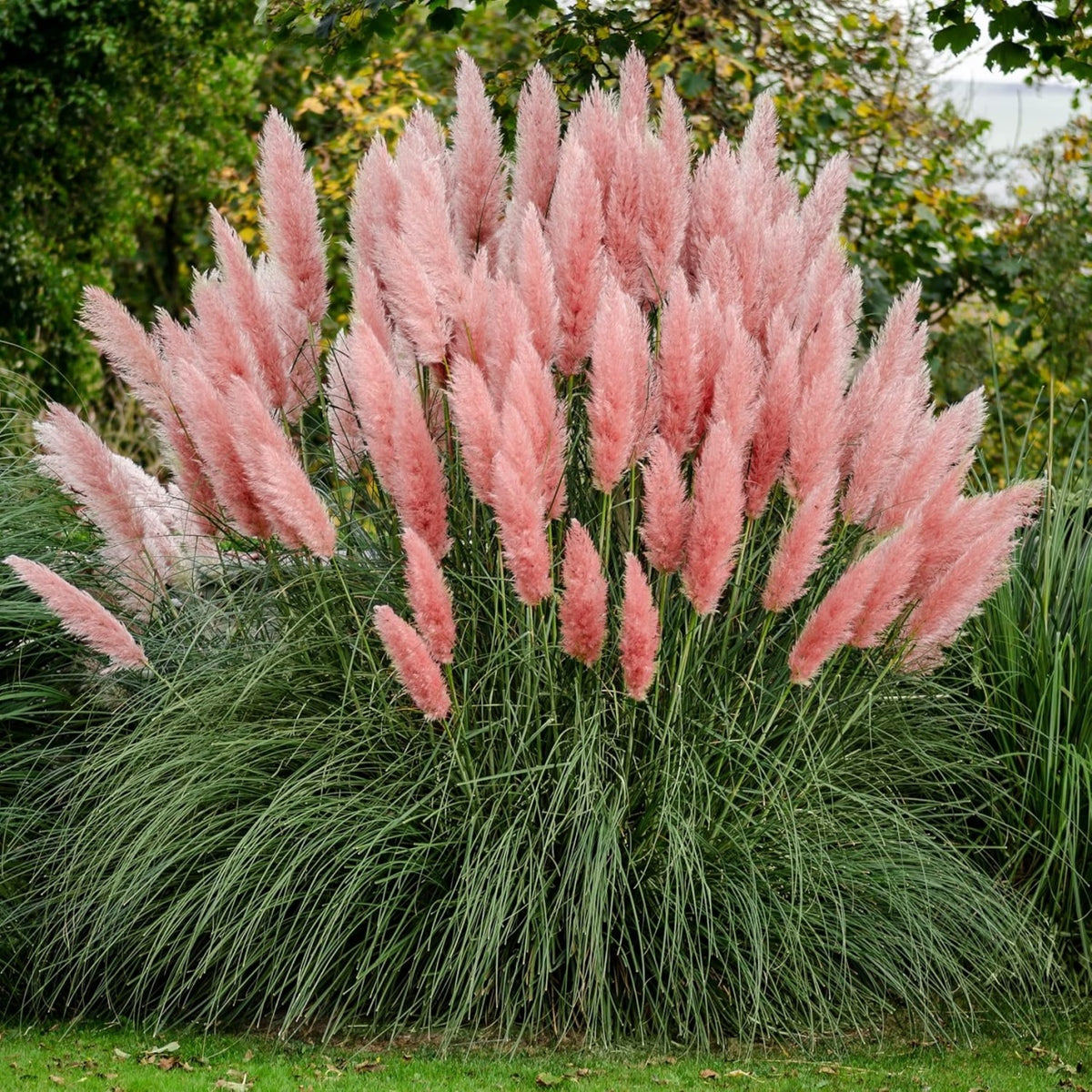 Arbust ornamental - Iarba de Pampas Roz - Ghiveci 2L