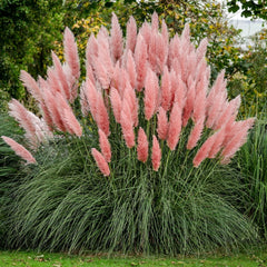 Arbust ornamental - Iarba de Pampas Roz - Ghiveci 2L - Aqua Flowers