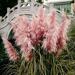 Arbust ornamental - Iarba de Pampas Roz - Ghiveci 2L - Aqua Flowers