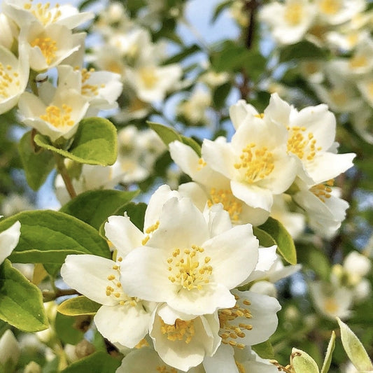 Arbust ornamental - Iasomie de gradina - Philadelphus Lemoniei - ghiveci- Aqua Flowers